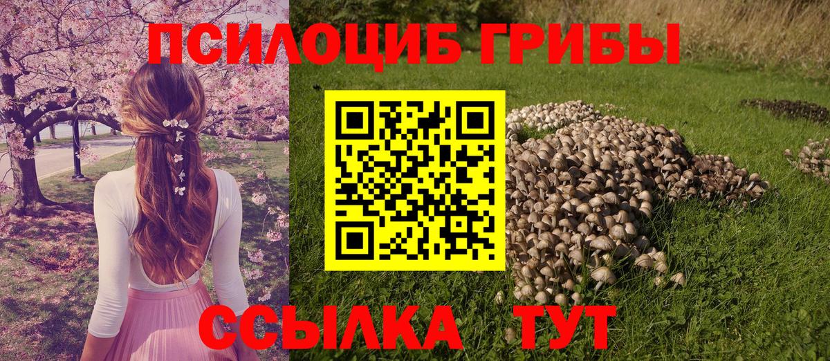 Щёлково  где найти наркотики  Вход с VPN  Галлюциногенные грибы Psilocybine cubensis 